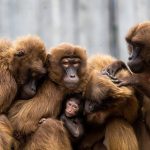 Pioneer GM-D9701 to jednokanałowy wzmacniacz mocy do subwooferów samochodowych