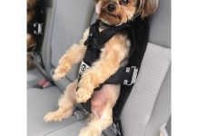 Komfortowa podróż czworonoga: Wybierz najlepsze pasy bezpieczeństwa dla psa do samochodu Specjalne samochodowe szelki dla psów chronią czworonoga podczas gwałtownego hamowania i wypadków