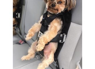 Komfortowa podróż czworonoga: Wybierz najlepsze pasy bezpieczeństwa dla psa do samochodu Specjalne samochodowe szelki dla psów chronią czworonoga podczas gwałtownego hamowania i wypadków