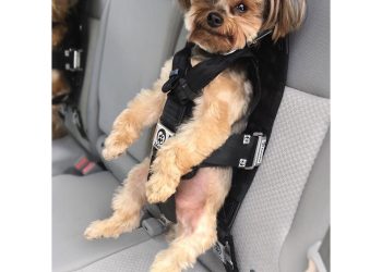 Specjalne samochodowe szelki dla psów chronią czworonoga podczas gwałtownego hamowania i wypadków